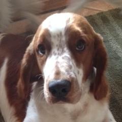 Welsh Springer Spaniels from Truepenny & Pennylane Welsh Springer Spaniels