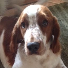 Welsh Springer Spaniels from Truepenny & Pennylane Welsh Springer Spaniels