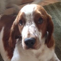 Welsh Springer Spaniels from Truepenny & Pennylane Welsh Springer Spaniels