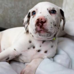 Casper - White and liver brown male Dalmatian puppy in Hastings, Florida from Love My Spotty Dalmatians