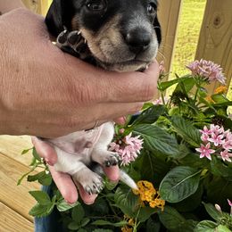 Boy 1 - Black and tan Dachshund puppy in Texas from Texas Mini Dachs
