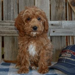 Hart - Red  male Goldendoodle puppy in Macedon, New York from Toodles Goldendoodles