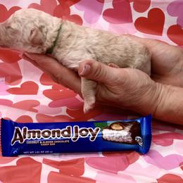 AL Mond Joy - Sable male Bernedoodle puppy in Westminster, South Carolina from Goldendoodlepuppiessc