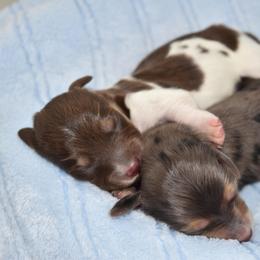 Chocolate pie - Piebald male Dachshund puppy in Seminary, Mississippi from Down South Mavericks Dachshunds