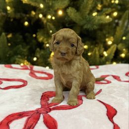 Partridge - Caramel red female Australian Labradoodle puppy in Calhoun, Louisiana from Arrowhead Australian Labradoodles