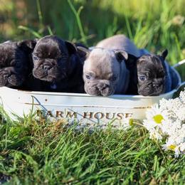 French Bulldog Puppies from Frenchie Bulldog Kisses