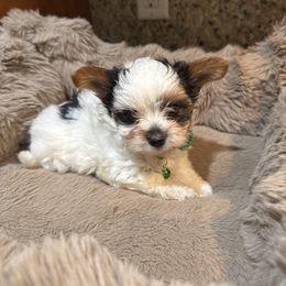 Akc Boy 1 Chunky Charlie - Black tan and white male Biewer Terrier puppy in Chico, California from Lhasa Apsos of northern Ca . Biewer terriers of northern California