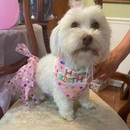 Sunny ☀️ - Havanese