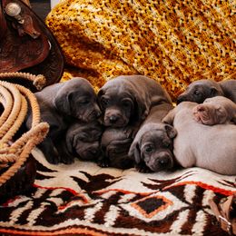 Weimaraner Puppies from North Georgia Weims