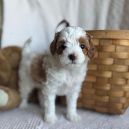 Rio - Blenheim Cavapoo puppy in Orrstown, Pennsylvania from Pawfect Fur Friends