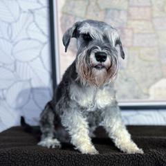Oliver - Miniature Schnauzer