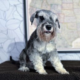 Oliver - Miniature Schnauzer