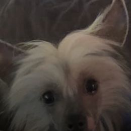 Afghan Hounds and Chinese Cresteds from Christine's Crested