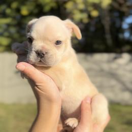 French Bulldog and Shih Tzu Puppies from Puppy Paper House