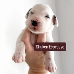 Shaken Espresso - LUA long coat - White and black male Dalmatian puppy in Davenport, Florida from Sunny Jewels Dalmatians