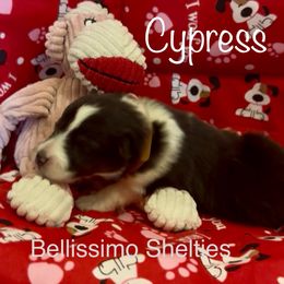 Cypress - Black white and tan male Shetland Sheepdog puppy in Idaho from Bellissimo Shelties