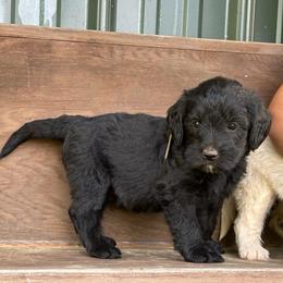 Espresso - Black male Labradoodle puppy in Batesville, Arkansas from Morris Farmyard