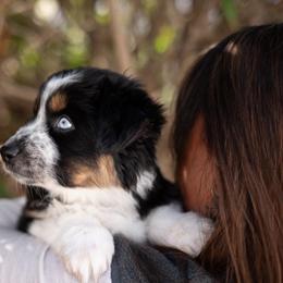 Grape - Black tri-color female Australian Shepherd puppy in Bristol, New Hampshire from NewFound Lake Aussies