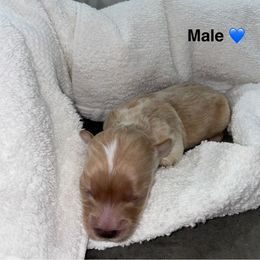 Drex - Gold male Yorkshire Terrier puppy in Lynwood, Illinois from SaintNicksWay