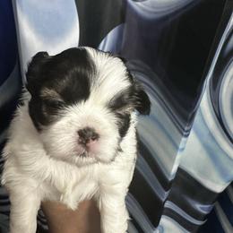 Girl 1 - Tricolor female Shih Tzu puppy in Detroit, Michigan from Steel Blue Diamond Kennel