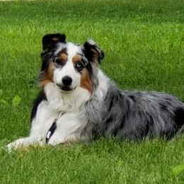 Australian Shepherd All Grown Up from Ritland Aussies