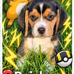 Raichu - Black fawn and white male Beagle puppy in Brockway, Pennsylvania from Sugar Hill Hounds