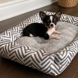 B-Mo - Black and tan male Chihuahua puppy in Kannapolis, North Carolina from East Coast Bull Terriers N Chihuahuas