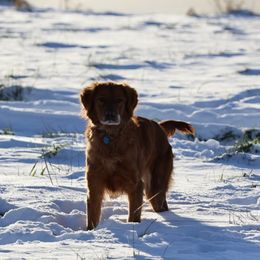 Rosey - Golden Retriever