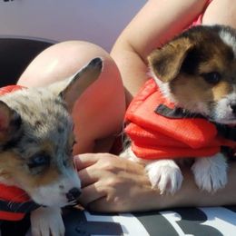 American Corgi and Pembroke Welsh Corgi Puppies from Lonesome Boone Corgis