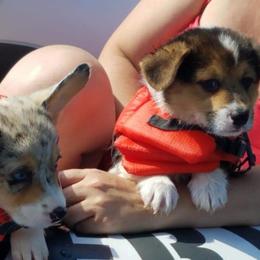 American Corgi and Pembroke Welsh Corgi Puppies from Lonesome Boone Corgis