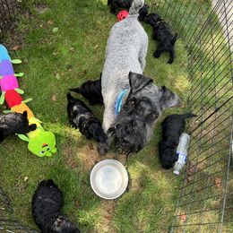 Kerry Blue Terrier Puppies from Costerra Kerry Blue Terriers