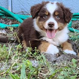 Triton - Red tri male Miniature Australian Shepherd puppy in Hobe Sound, Florida from KHA