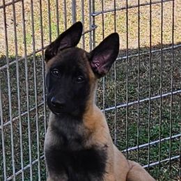 Dewey - Yellow male Dutch Shepherd puppy in Howey In The Hills, Florida from MAC K9 Dutch Shepherds