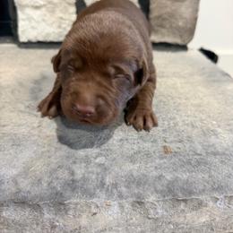 Yellow- boy - Chocolate male Labrador Retriever puppy in Monticello, Kentucky from Cody Sullivan