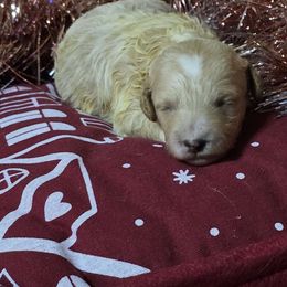 Vixen - Apricot female Goldendoodle puppy in Home, Pennsylvania from Plum Creek Acres Next Generation