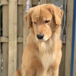 German Shepherd and Golden Retriever Puppies from Vom Bethel