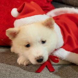 Kahlua male light chocolate - Chocolate male Pomsky puppy in Enid, Oklahoma from Mile Hi Pomskies