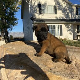 Belgian Malinois, Dutch Shepherd, and xDutch Shepherd Puppies from Raw Nature K9