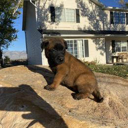 Belgian Malinois, Dutch Shepherd, and xDutch Shepherd Puppies from Raw Nature K9