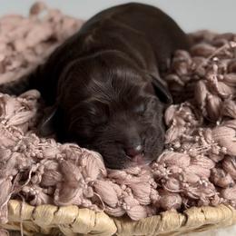 Coco - Chocolate female Australian Labradoodle puppy in Auburn, Washington from West Valley Labradoodles
