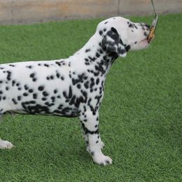 Mowgli-Boy 5 - Dalmatian puppy from Pawsh K9’s