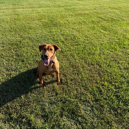 Dutchie - Labrador Retriever