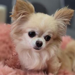 Masha - Chihuahua