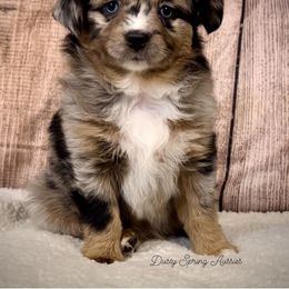 Miniature American Shepherd, Miniature Australian Shepherd, and Toy Australian Shepherd Puppies from Dusty Spring Australian Shepherds