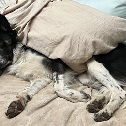Border Collie Puppies from Roaring River Border Collies