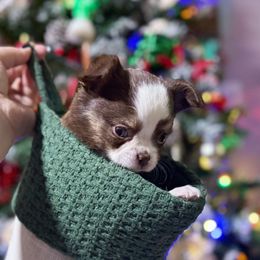 Roxy - Chocolate and tan female Chihuahua puppy in Harrison, Michigan from Cloud9 Chihuahuas