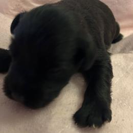 Female 1 - Black female Miniature Schnauzer puppy in Granville, Ohio from Shull Mini Schnauzers