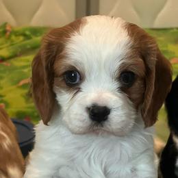 Tyler - Blenheim male Cavalier King Charles Spaniel puppy in Mc Louth, Kansas from Harmony Valley Cavaliers & Havanese