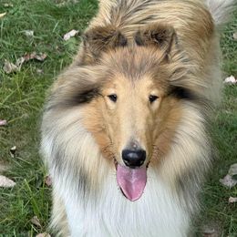 Val HI's Remember When (Remy) - Sable and white female Collie puppy in Conneaut Lake, Pennsylvania from Val Hi Collies