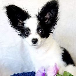 Papillon Puppies from WayMaker Papillons